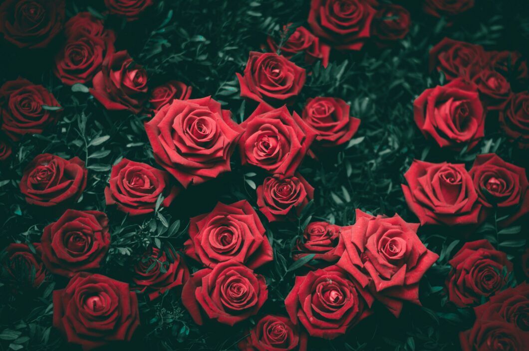 Roses vermelles