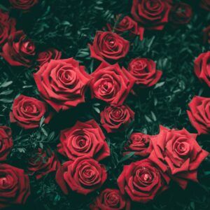 Roses vermelles