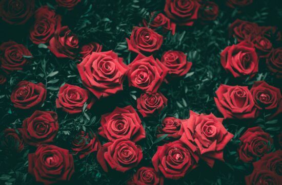Roses vermelles